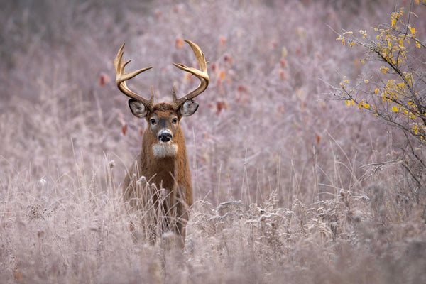 SEO Strategies for Hunting Outfitters