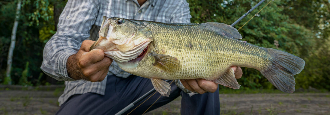 Fishing Industry Marketing Consultant