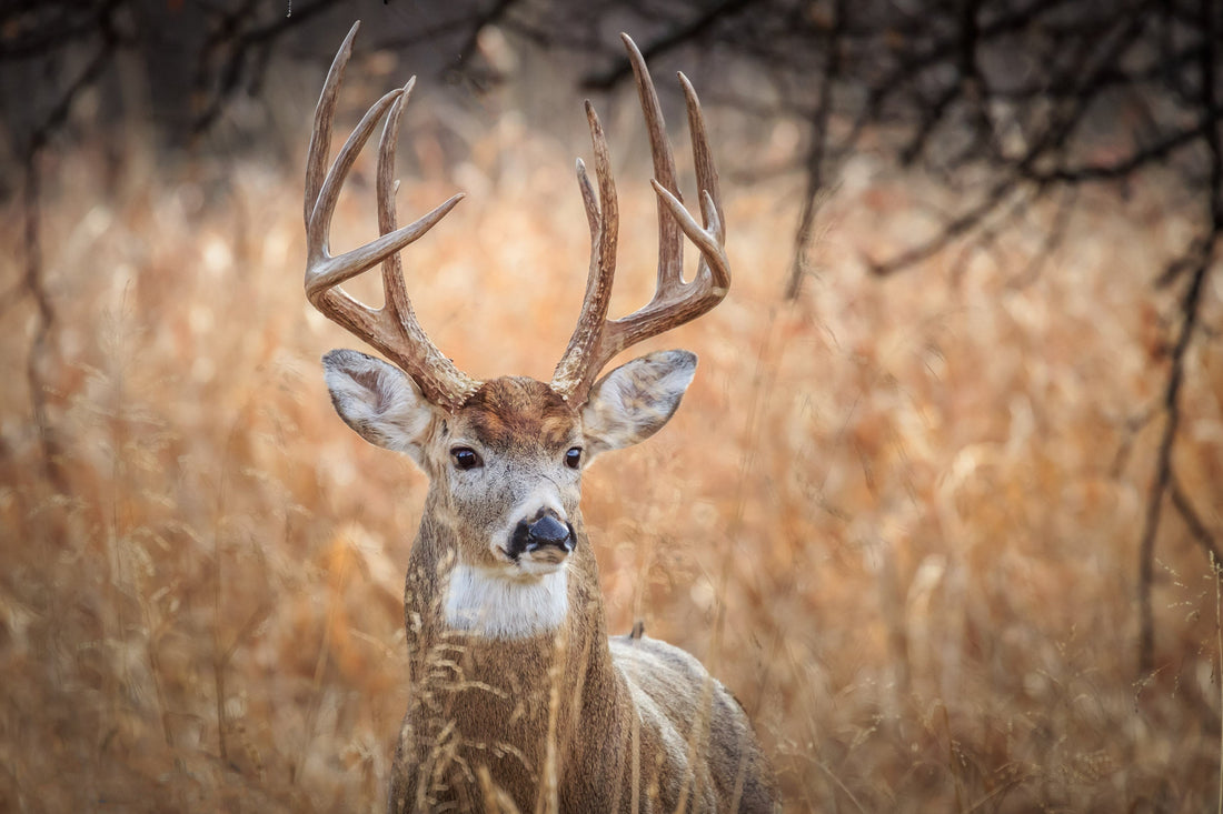 Digital Marketing Services for Hunting Brands