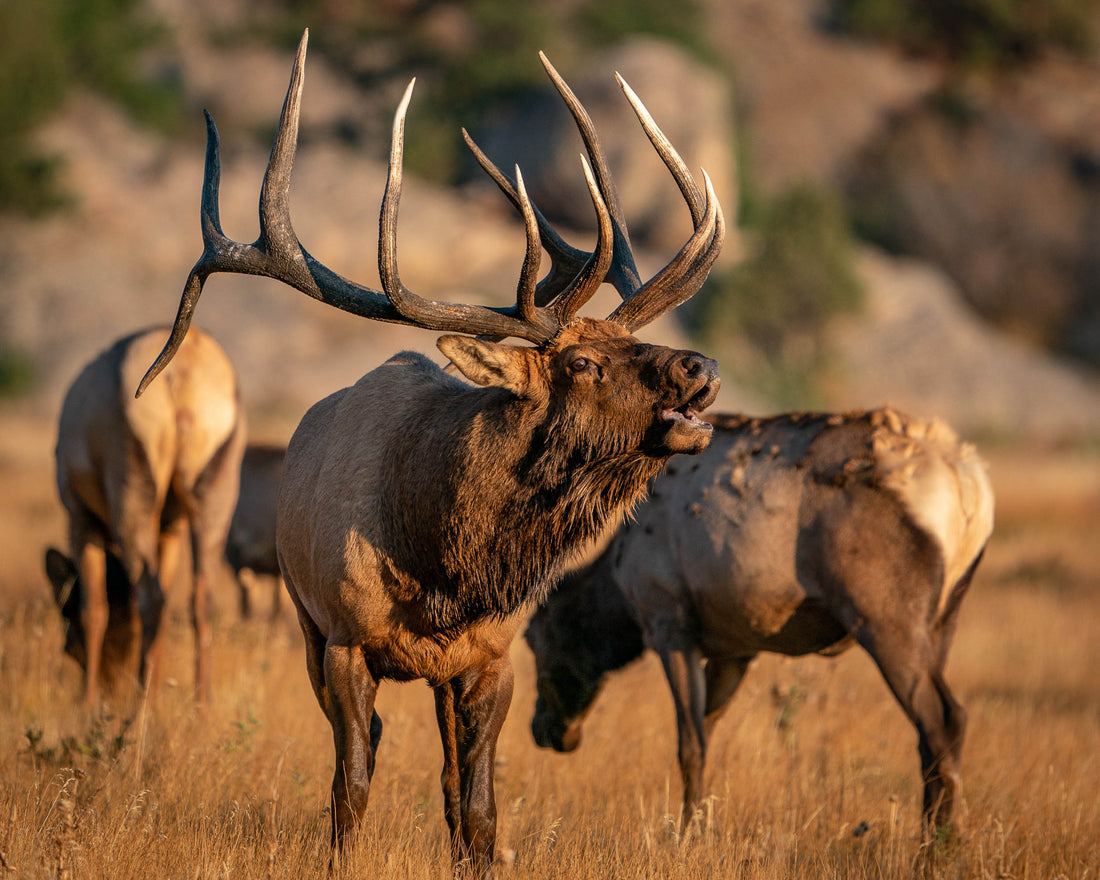 Marketing Strategies for Hunting and Fishing Businesses with an Expert Outdoor Marketing Consultant