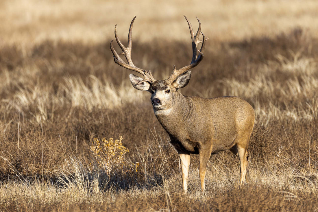 Digital Marketing for Hunting Guides and Outfitters 