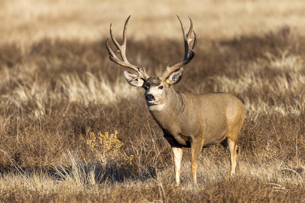 Digital Marketing for Hunting Guides and Outfitters 