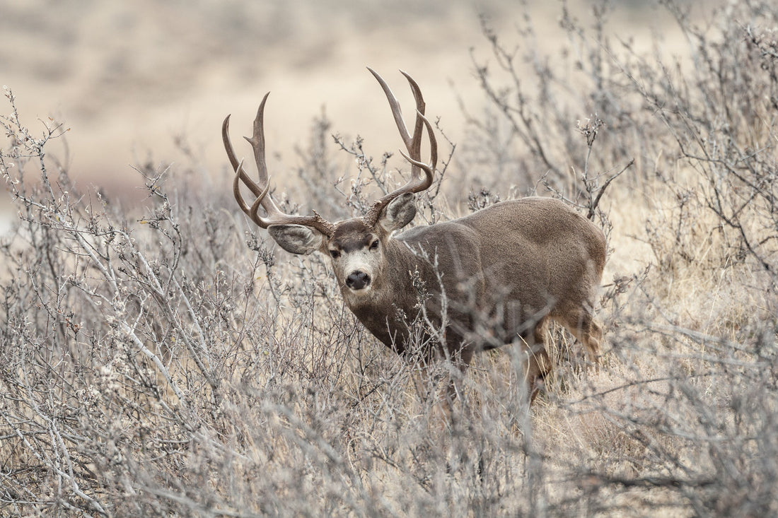 SEO for Hunting Businesses