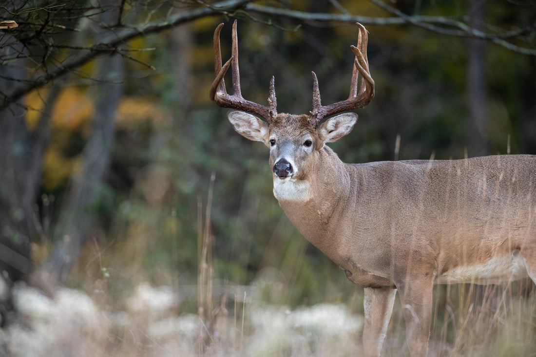SEO for Hunting Outfitters and Guides