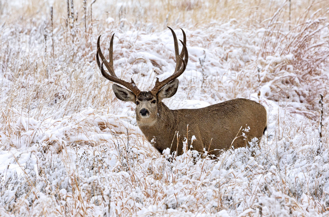 Email Marketing Consultant for Hunting Industry