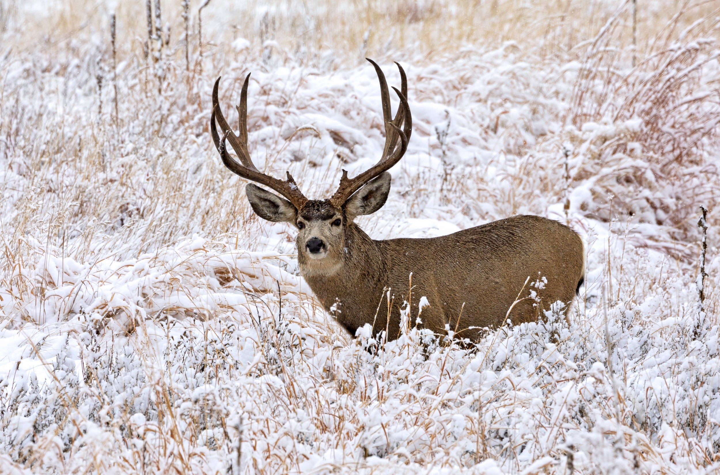 Email Marketing Consultant for Hunting Industry