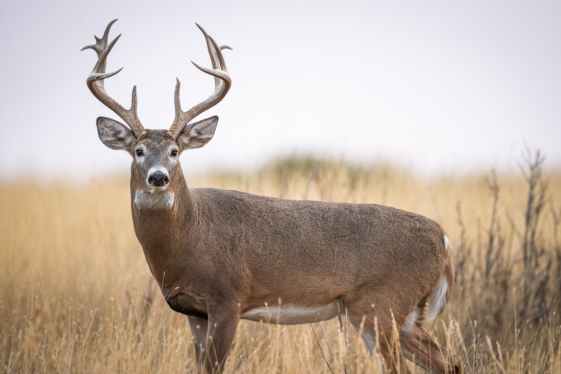 SEO Audit for Hunting Industry