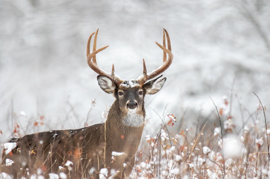 Bowhunting Marketing Consultant