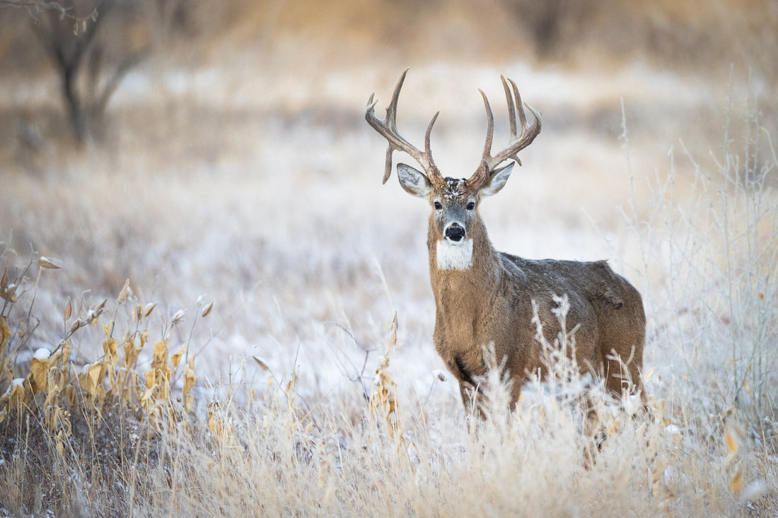 Hunting brand email marketing consultant analyzing subscriber engagement data