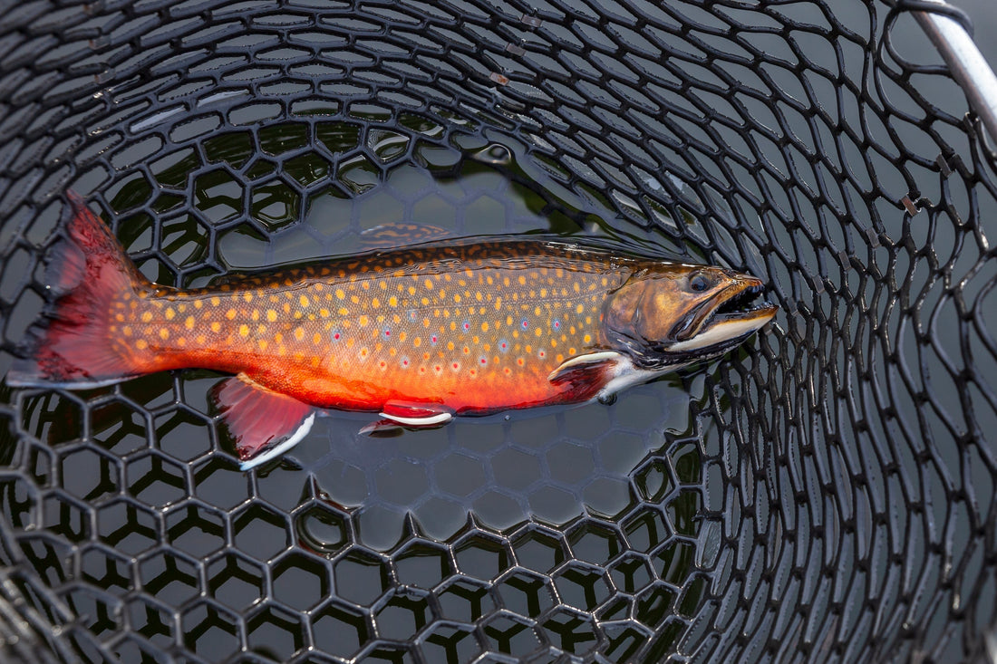 Digital Marketing Strategies for Fishing Guides