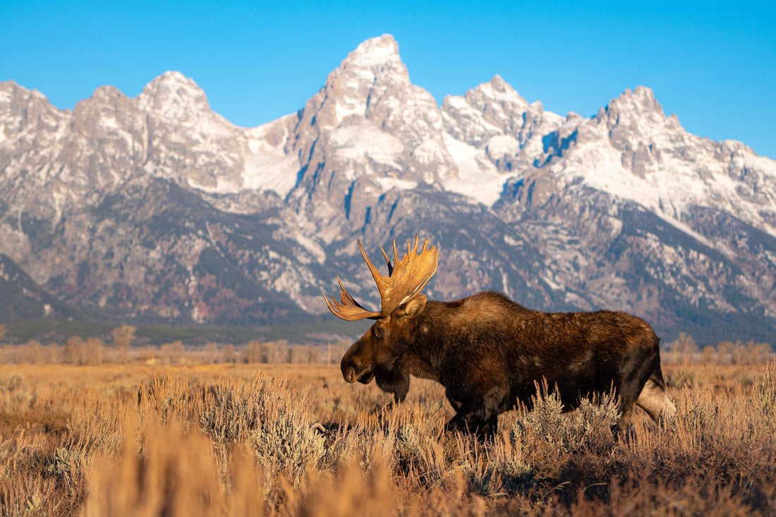 Hunting gear e-commerce consultant analyzing website performance metrics