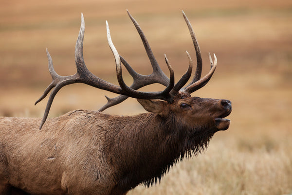 Marketing for Hunting Outfitters and Guides - hunting lodge website optimization